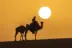 a couple of camels that are standing in the dirt